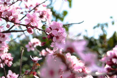 弹簧, 樹, 櫻桃 的 免费素材图片