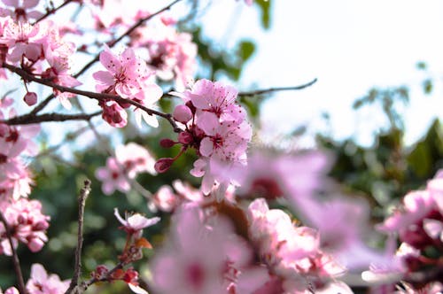 açık pembe, ağaç, apple içeren Ücretsiz stok fotoğraf