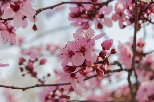 ağaç, bahar, Çiçekler içeren Ücretsiz stok fotoğraf