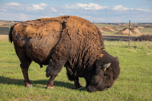 Bison