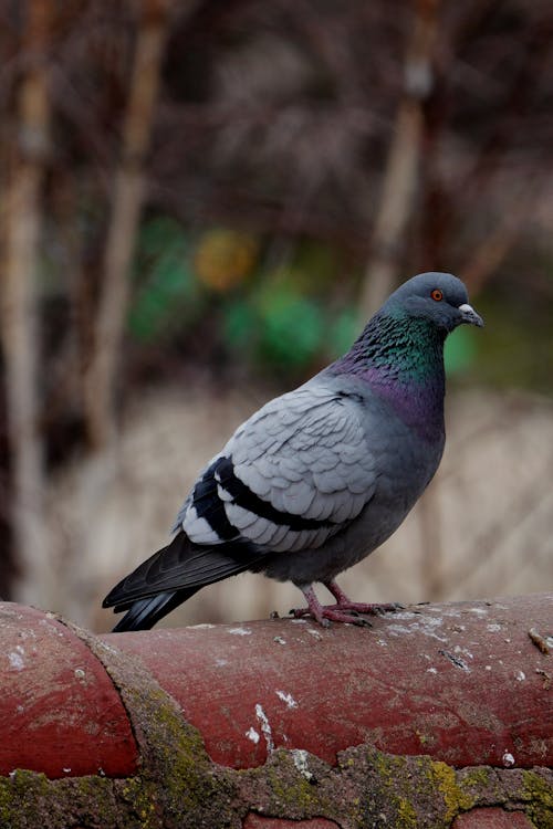 Foto stok gratis bulu, burung, burung dara