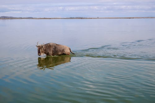Free Reflections of a Lone Wildebeest Stock Photo
