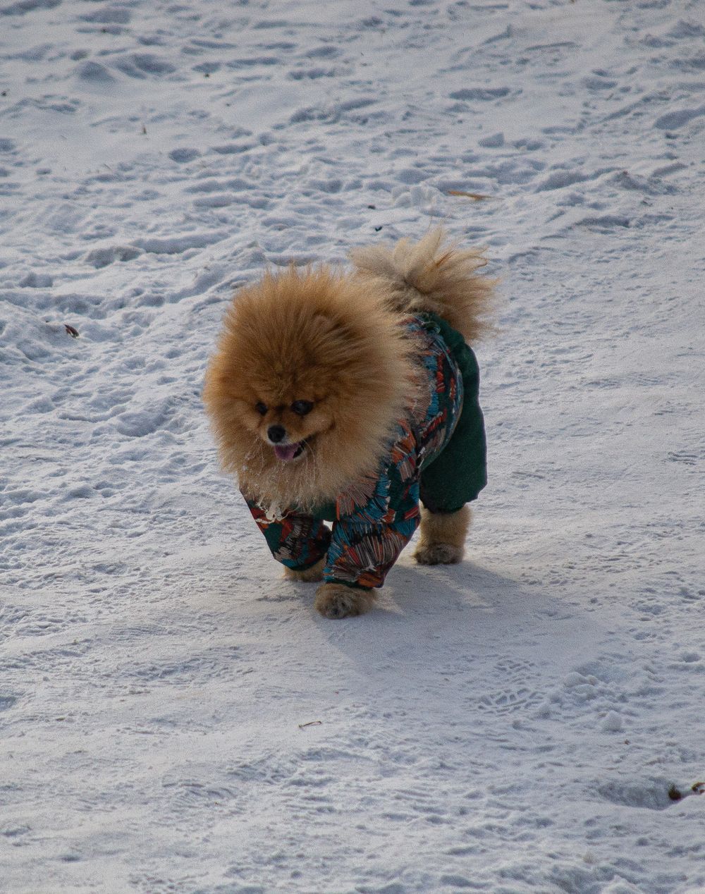 Perro pomerania con abrigo caminando sobre la nieve