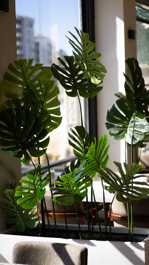 Big Monstera Leaves in a Leaving Room in Front of a Window