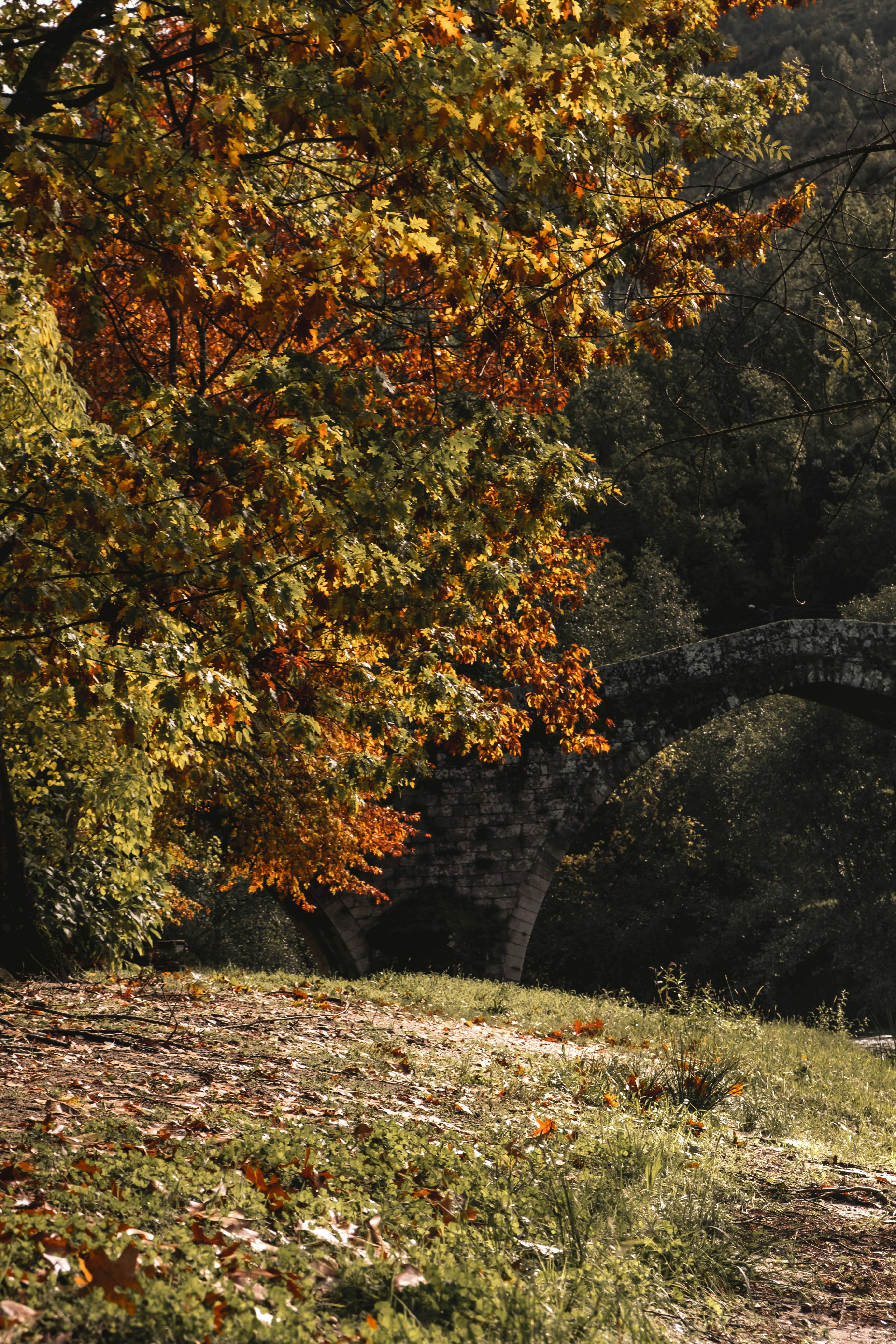 Charming autumn scene with vibrant foliage near a historic stone bridge in Alvoco das Várzeas, Portugal.