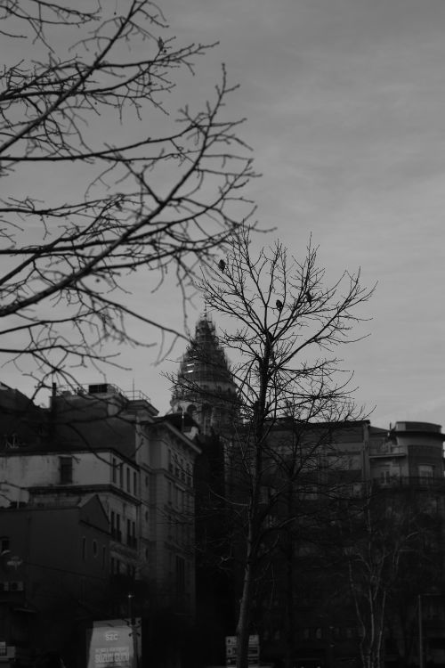 Free Monochrome city view with a tower under construction, surrounded by bare trees. Stock Photo
