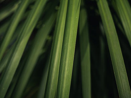 Close-up of Bright Green Leaves 