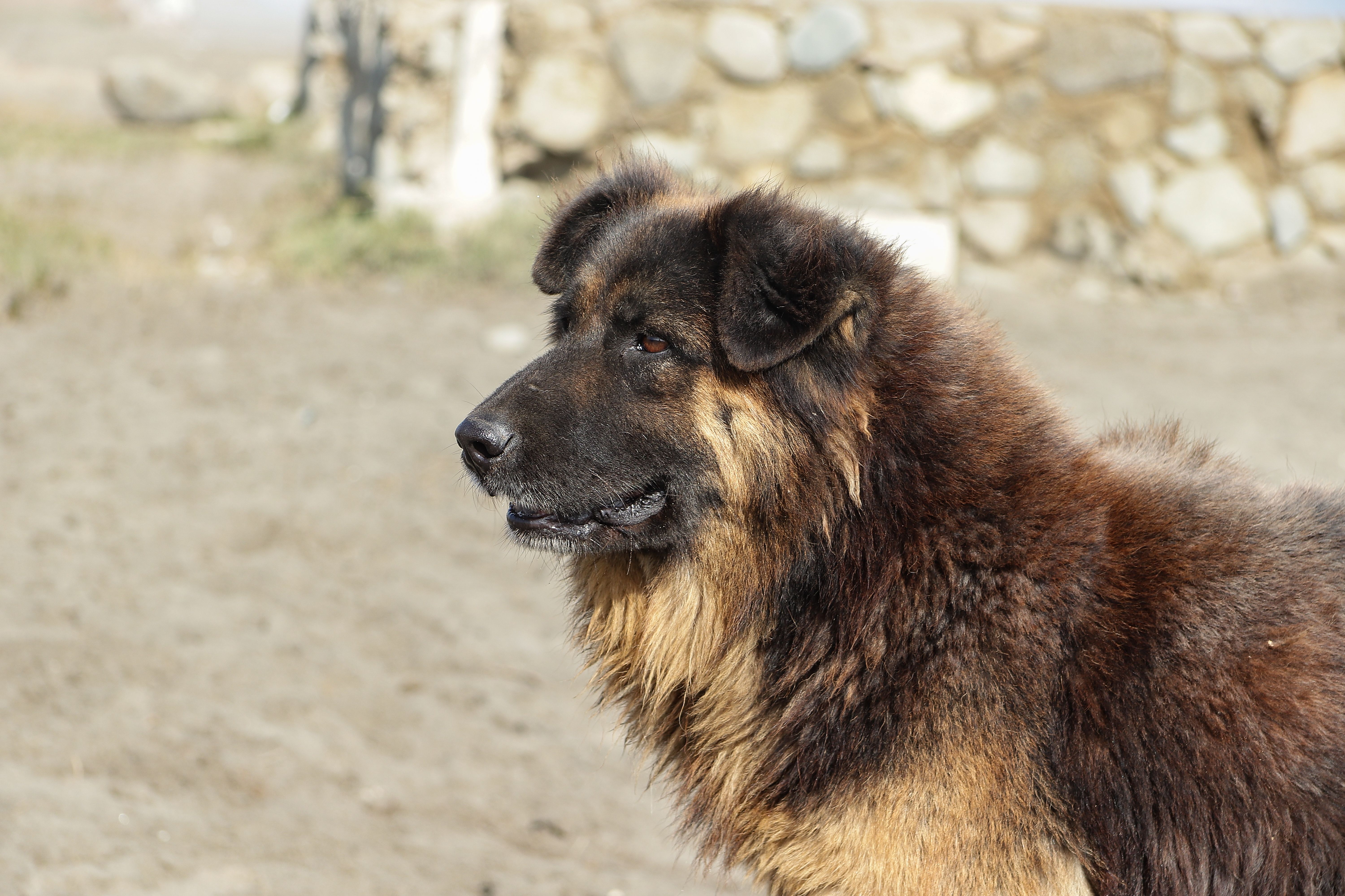 Portrait of a dog at a veterinary clinic