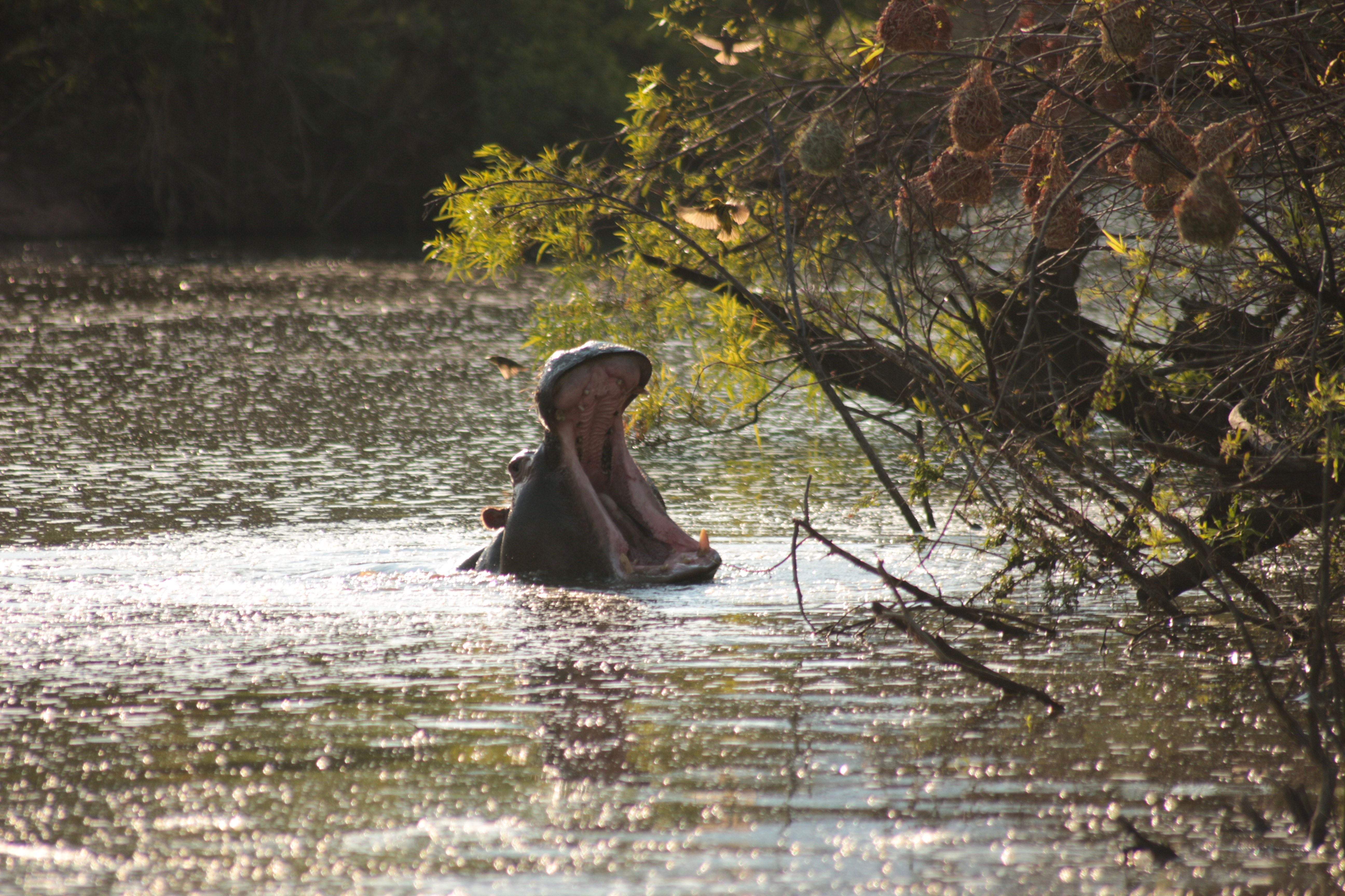 A hippopotamus emerging from the river with its mouth wide open, surrounded by natural vegetation.