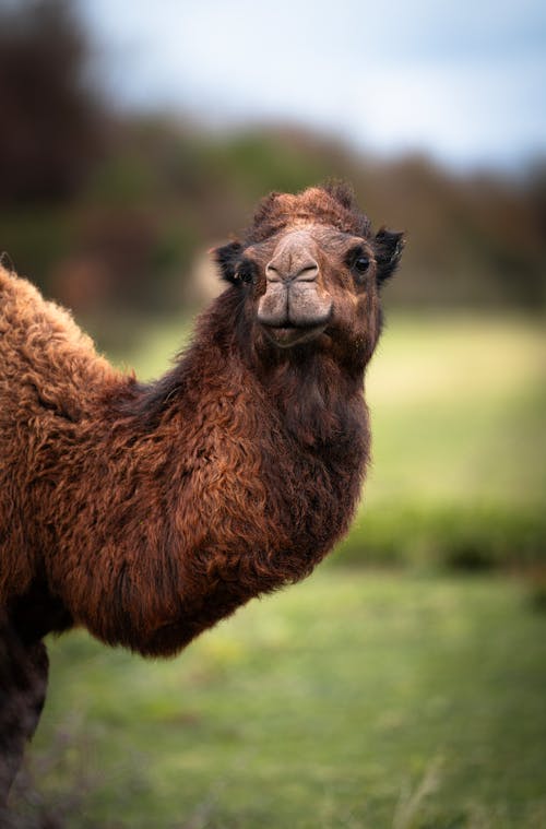 A camel standing in a field with grass in the background