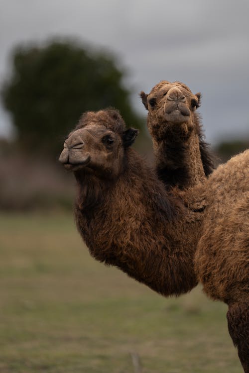 Two camels standing in a field with a green sky