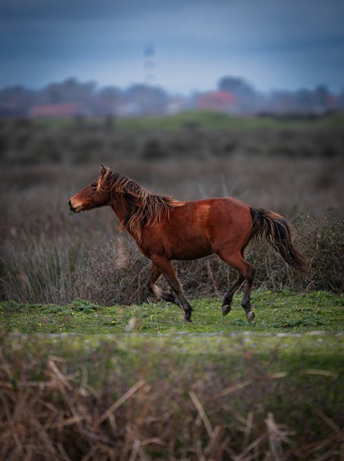 A horse running through a field with a green sky
