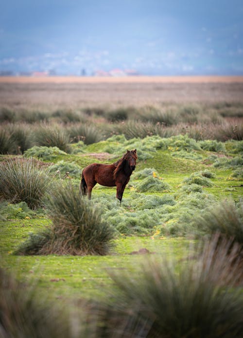 A horse standing in a field of grass