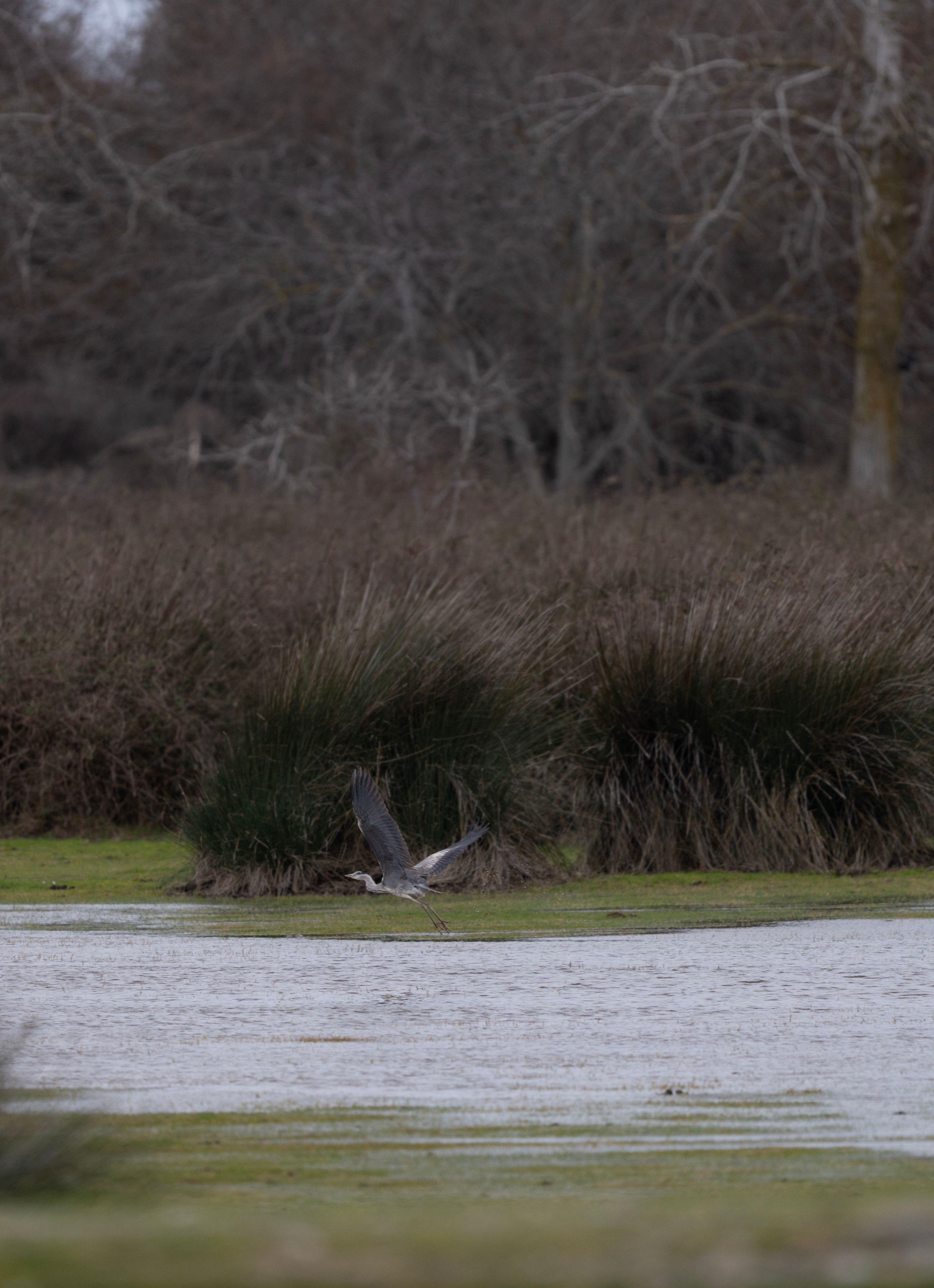 A majestic heron elegantly flying over a tranquil river, surrounded by lush winter vegetation.