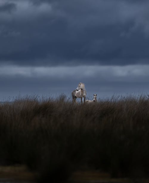 A horse and its foal in a field under a dark sky