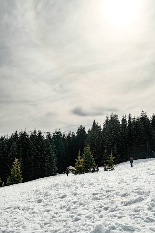 Gratis stockfoto met bomen, Bos, heuvel