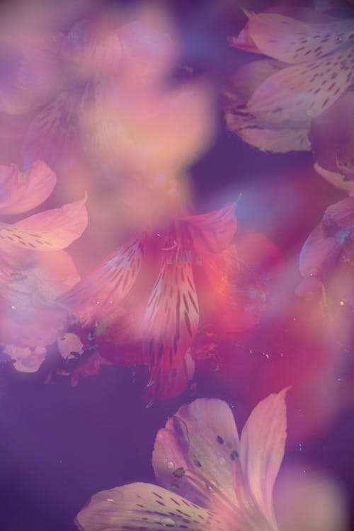 Foto stok gratis abstrak, berwarna merah muda, bunga-bunga