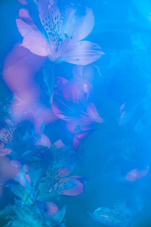 Foto stok gratis abstrak, biru, bunga-bunga