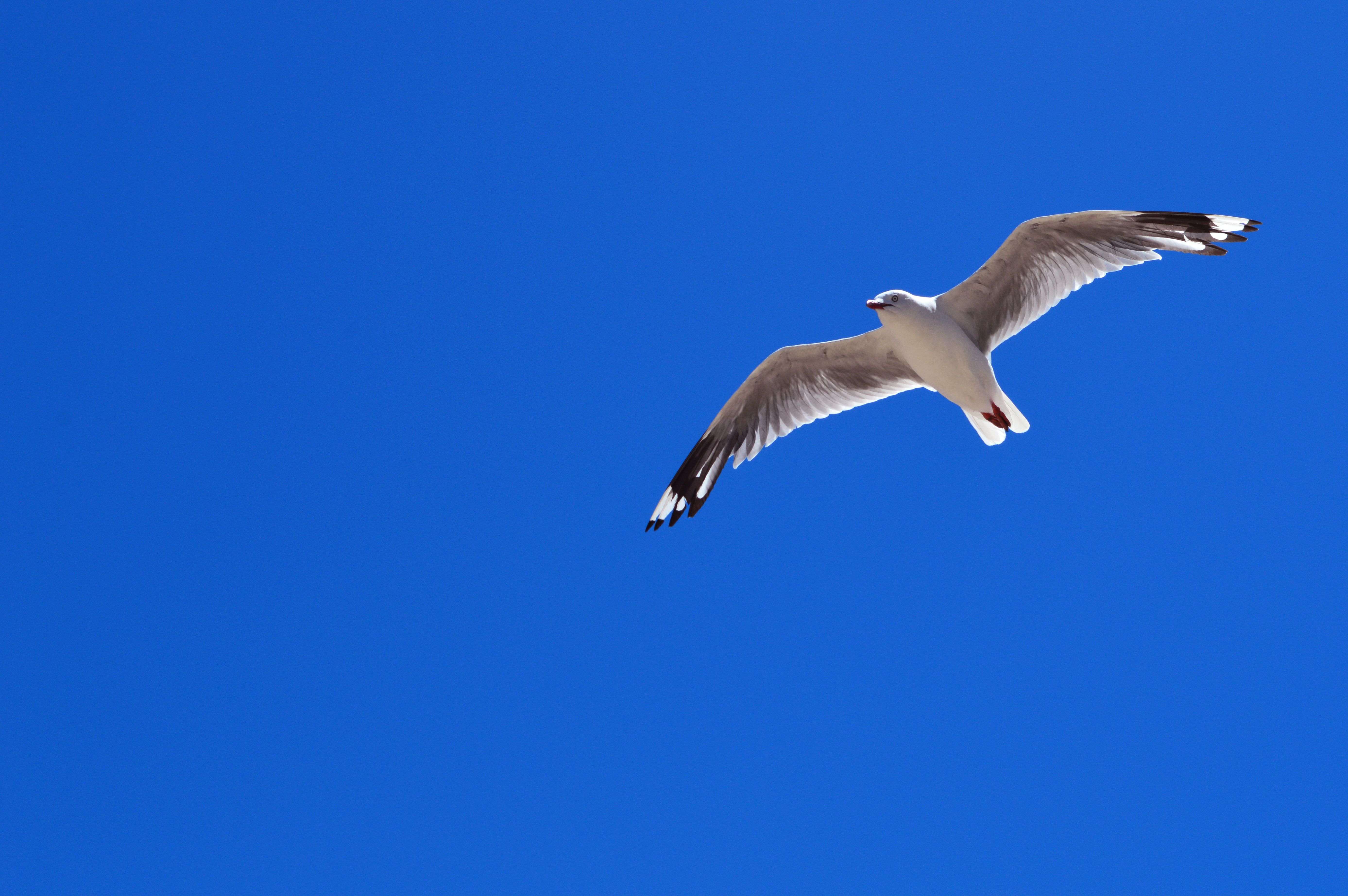 Free Stock Photo Of Bird Blue Sky Clear Sky