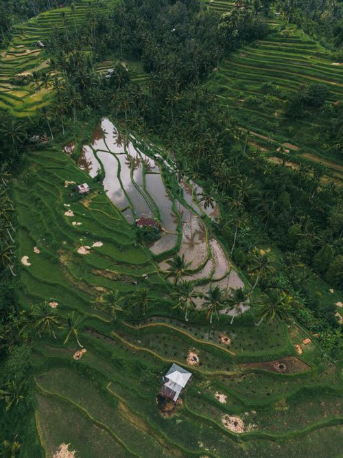 Free Stunning aerial view of lush green terrace farms and palm trees in a tropical setting. Stock Photo