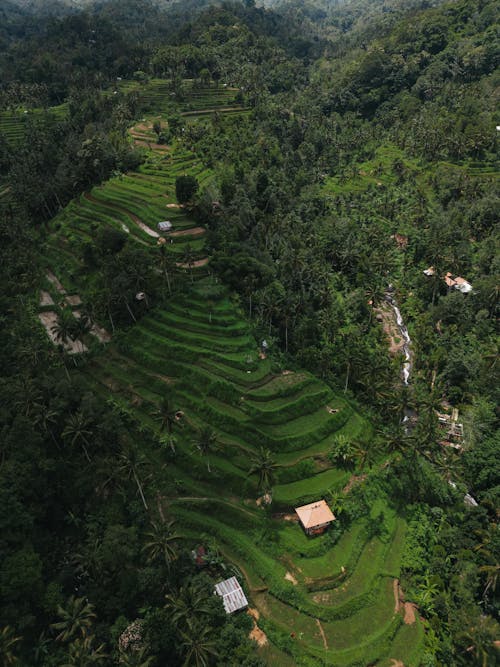 An aerial view of rice terraces in bali