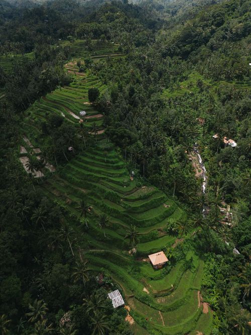 Free Stunning aerial view of lush green rice terraces cascading down a hillside in a tropical landscape. Stock Photo