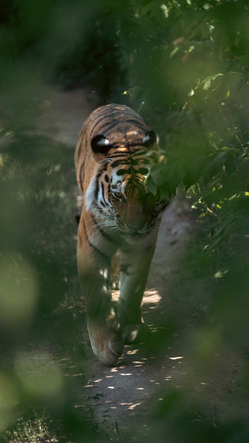 Gratis arkivbilde med 2020 tapet, 4k-bakgrunnsbilde, amur tiger