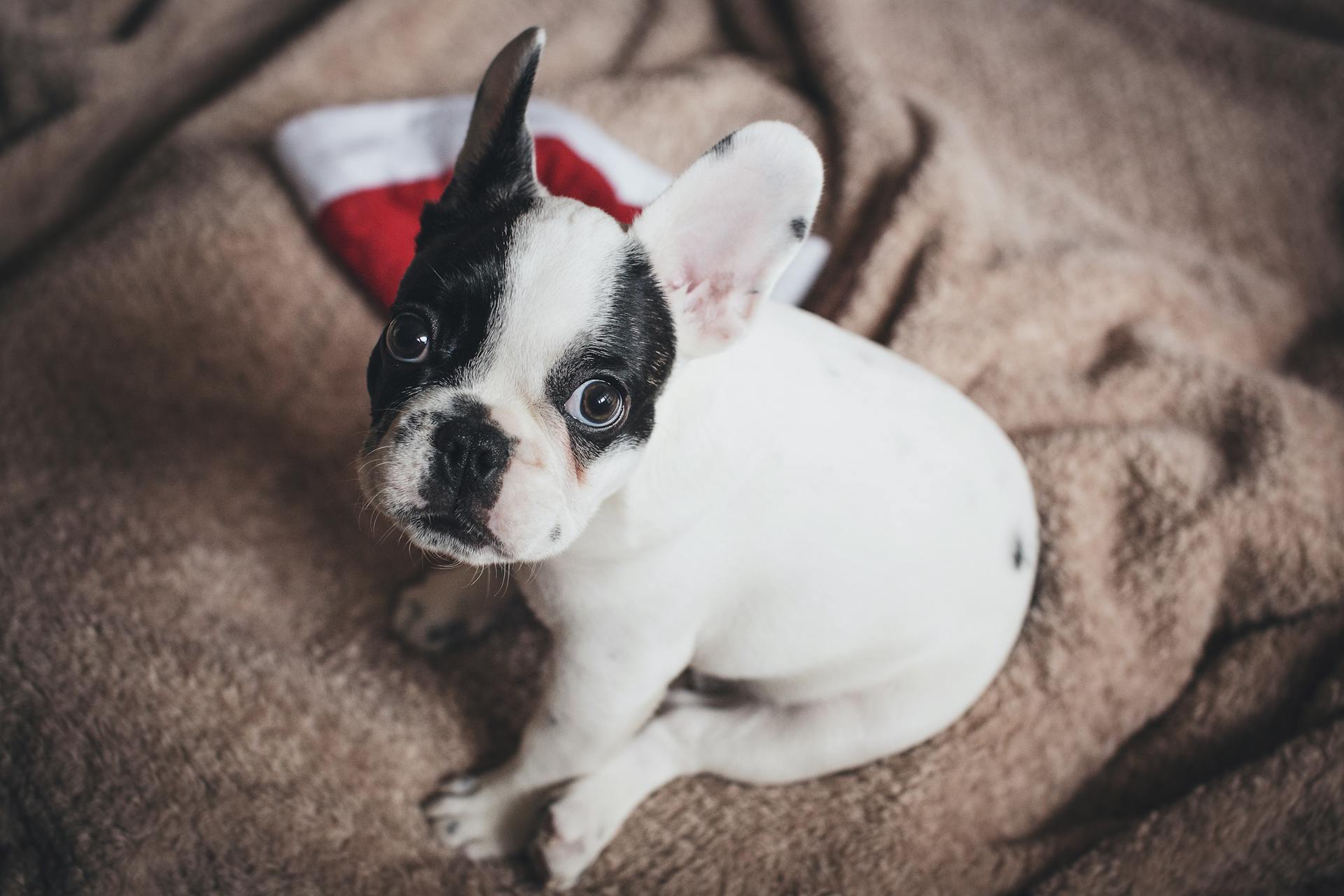 Un chiot de bouledogue français blanc et noir sur un tissu brun