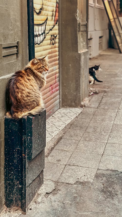 Free stock photo of beyoglu, cat, street