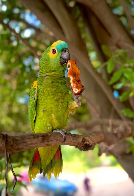 Fotomural Un loro colorido disfrutando de una comida en una rama de árbol en un entorno exterior exuberante.