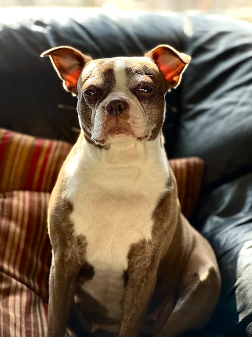A boston terrier sitting on a couch