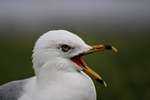 A seagull with its mouth open and its beak open