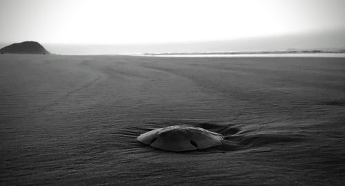 Free Bolacha do mar Stock Photo