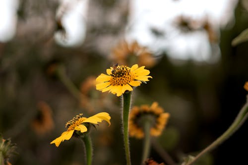 A bee is sitting on a yellow flower