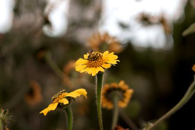 Global Insect Decline Poses Catastrophic Threat to Ecosystems and Humanity