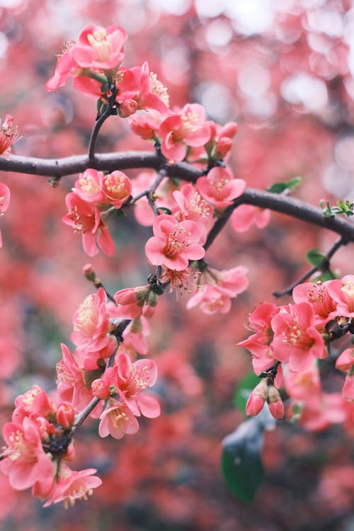가지, 꽃, 꽃이 만개한의 무료 스톡 사진