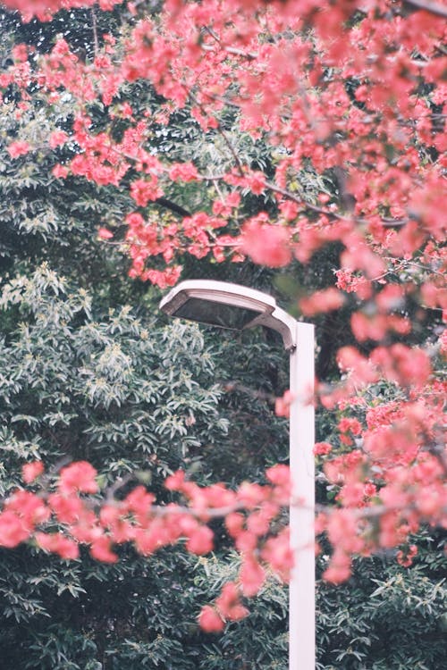 A street light with pink flowers in the background