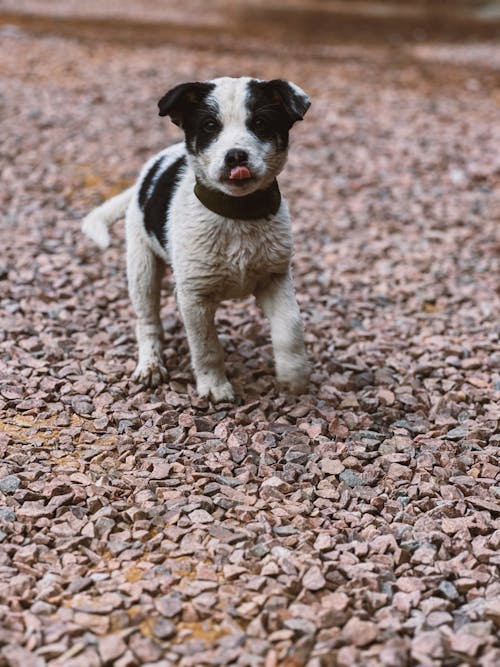 Foto stok gratis anak anjing yang lucu, bersemangat, mata binatang