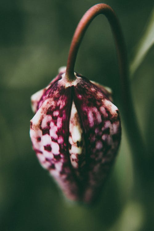 Fotobanka s bezplatnými fotkami na tému exteriéry, farby, flóra