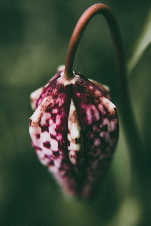 Free Macro shot of a Fritillaria flower highlighting its unique checkered petals and natural beauty. Stock Photo