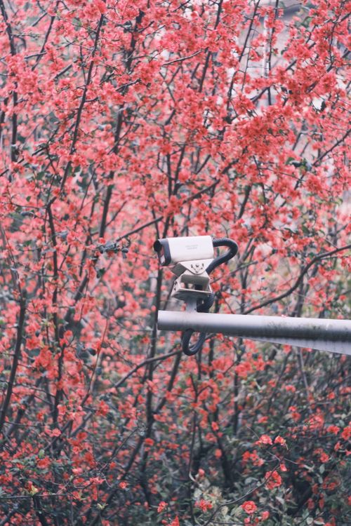 Free A security camera amidst vibrant spring cherry blossoms, blending nature with technology. Stock Photo