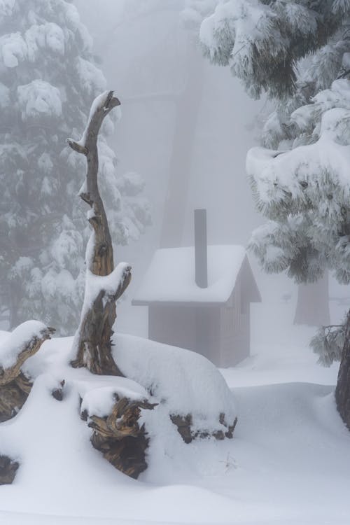 คลังภาพถ่ายฟรี ของ ฤดูหนาว, หิมะ, เทพนิยาย