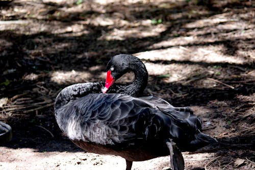 BLACK SWAN