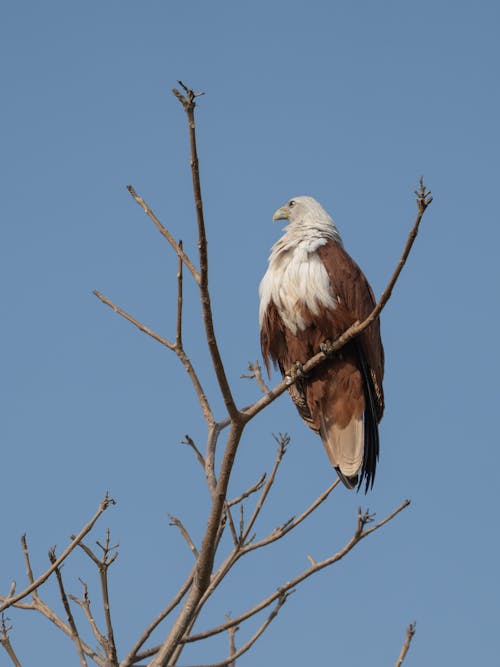 Foto d'estoc gratuïta de àguila africana de peixos, animal, arbre