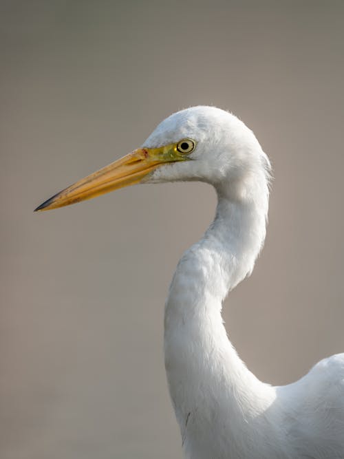 Portrait of White Heron 