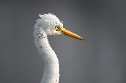 Side View of Great Egrets Head