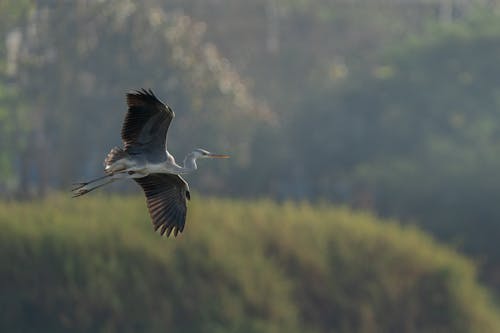 Fotobanka s bezplatnými fotkami na tému fotografie zvierat žijúcich vo voľnej prírode, let, lietanie