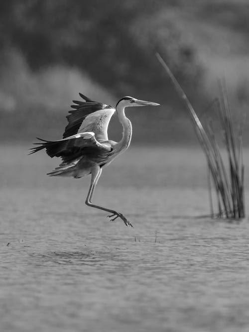 Základová fotografie zdarma na téma černobílý, fotografie divoké přírody, fotografování zvířat