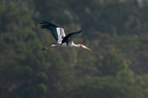 Δωρεάν στοκ φωτογραφιών με βαμμένο πελαργός, πέταγμα, πουλί