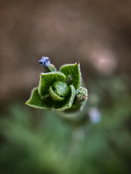 Immagine gratuita di boccioli, bocciolo di fiore, colpo di macro